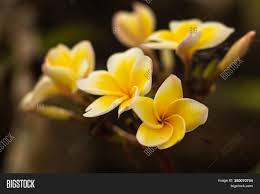 We did not find results for: Branch White Yellow Image Photo Free Trial Bigstock