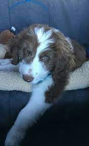 Borderdoodle Babies Border Collie Poodle Mix Bordoodle Border Collie Poodle Mix Poodle Mix