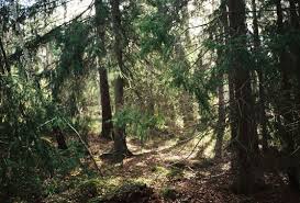 Jul 01, 2021 · scandinavia's sami struggle with suicide, worsened by climate change norway to build wind farm despite concerns of reindeer herders (reporting by arthur neslen; T8qoxevemezmvm