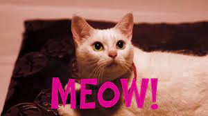 pera film miyav dilini kedi mi yuttu meow cat got your tongue youtube