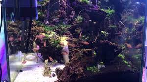 We would like to show you a description here but the site won't allow us. Pico Aquascape Small But Still Beautiful By Aquapet Scape