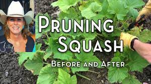 I'll often lop off large leaves that are growing out into the garden paths, just to make getting around the beds easier. Pruning Squash Before And After Youtube