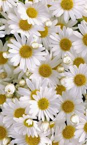 Flower Power Happy Flowers Daisy Flower Pretty Flowers