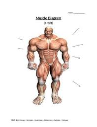 Measures 20 x 26 inches. Muscle Diagram Worksheets Teaching Resources Tpt