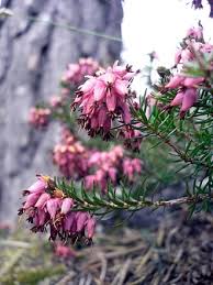 Image result for Erica lanceolifera