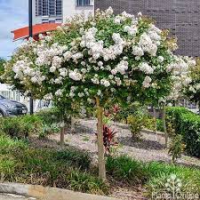 The chickasaw variety of crape myrtle the alabama white, also known as byer's white or clear white, is a medium crape myrtle tree that has bright white flowers. Crepe Myrtle Lagerstroemia Acoma Australian Plants Online