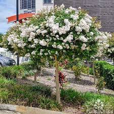 It has small pink, white or purple flowers, and is often displayed in winter to show off its trunk. Crepe Myrtle Lagerstroemia Acoma Australian Plants Online