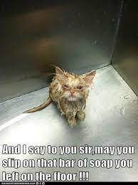 Lolcats Shower Lol At Funny Cat Memes Funny Cat Pictures With Words On Them Lol Cat Memes Funny Cats Funny Cat Pictures With Words On