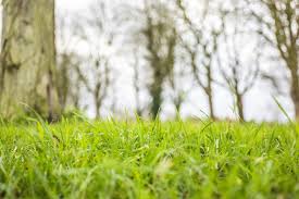 After the grass is up and growing, keep the area just moist (not soggy or dry). Why Is My Lawn So Bumpy Sensible Solutions For Homeowners In Allentown Pa