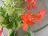 Image result for Petalidium bracteatum