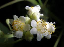 Image result for Carpodiptera africana