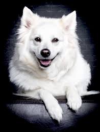 Weisser-Grossspitz-Berlin