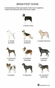 4 on the rank dog breeds chart dog breeds list dog breeds