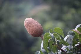 Image result for Swietenia