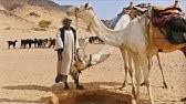 Caravan with bedouins and camels in desert. Camel Caravan 2019 Youtube