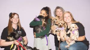 Pet beim führenden marktplatz für gebrauchtmaschinen kaufen. Ariana Grande Adopts Dog From Tulsa Shelter Before Concert