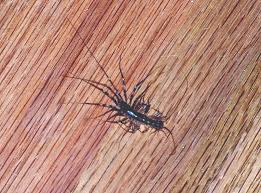 Brown or house centipedes eat all kinds of nasty pest insects, including cockroach eggs. Centipede Questions Identify Bug With Lots Of Legs Atom
