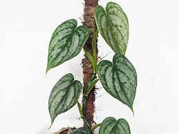 Check spelling or type a new query. How To Care For Philodendron Brandtianum Plant Index