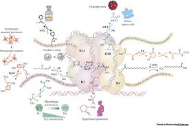 Many proteins undergo chemical modifications at certain amino acid residues following translation. Nothing Is Yet Set In Hi Stone Novel Post Translational Modifications Regulating Chromatin Function Trends In Biochemical Sciences