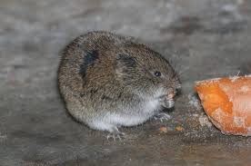 An sich finde ich feldmäuse unglaublich niedlich und kann verstehen, dass es ihnen in unserem garten gefällt. Wuhlmause Im Garten Bekampfen Vertreiben Plantura
