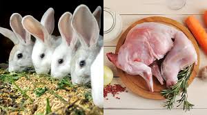 Maybe you would like to learn more about one of these? Rabbit As Alternative To Pork It S Quite Pricey In Ph
