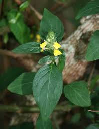 Image result for Justicia flava