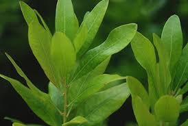 Image result for Myrica pilulifera