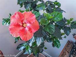 Hibiscus Plant Care Troubleshooting And Pest Control Growing Hibiscus Hibiscus Plant Hibiscus Tree