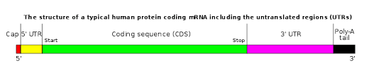 Let's start with mrna or messenger rna, so named because it acts as the messenger between dna and protein production. Messenger Rna Wikipedia
