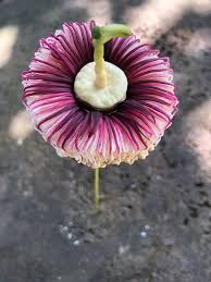 Image result for Sonneratiaceae