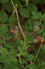 Image result for Indigofera schimperi