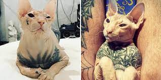 According to the governor, the bill, which will go into effect in a few months. Outrage As Images Of Man S Heavily Tattooed Cat Emerge Totally Vegan Buzz