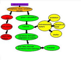 natural selection flow chart eleanor w graham middle school