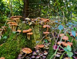 Fungsi invers ini adalah fungsi kebalikan dari fungsi asalnya. Rangkuman Fungi Clear Indonesia News