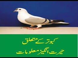 Birds Of The Same Feather Flock Together Meaning In Hindi Pigeon Information In Urdu Hindi Kabootar Ki Maloomat Pigeon Information Animals And Pets Animals