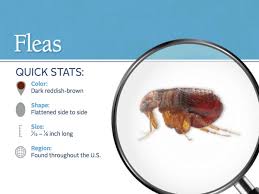 Pin On Eliminate Pests