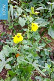 Image result for Pavonia burchellii