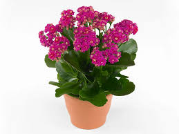 Image result for Kalanchoe rosalina