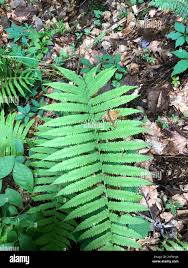 Image result for Christella hispidula