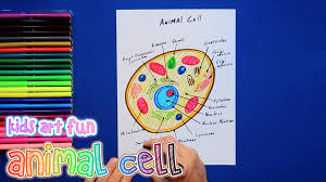 What is an animal cell? How To Draw And Color An Animal Cell Science Drawing Drawings Animal Cell