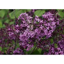 It says they are excellent for seacoast garden. Deep Purple Shrub