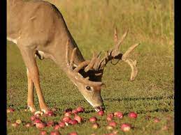 The best part about planting fruit trees is that you don't have to worry about planting the most attractive ones—the deer aren't concerned with aesthetics. Go Beyond Deer Food Plots With Fruit Trees Youtube