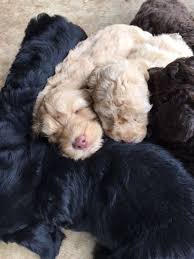 Join millions of people using oodle to find puppies for adoption, dog and puppy listings, and other pets adoption. Pin On Texas Labradoodles