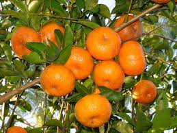 Maybe you would like to learn more about one of these? Cold Hardy Sweet Tangerine Mandarin Orange Tree Seeds Citrus Reticulata 20 Fresh Seeds Mandarin Tree Fruit Tangerine Tree