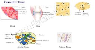 For the derived classes of this generic base class, i have already added <<bind>> stereotype with the types that they use. Animal Tissue And Its Functions Learnfatafat Class 9 Chapter 6 Tissues