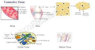 Class 9 & 10 lesson 9 class 3 work. Animal Tissue And Its Functions Learnfatafat Class 9 Chapter 6 Tissues