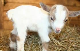 29 Funny Baby Goat Pictures That Show They Could Be The Most Adorable Animal Of All Cute Baby Animals Cute Goats
