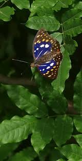 Black And White Striped Butterfly With Red Dots Butterfly Schmetterling