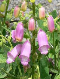 We did not find results for: Spanish Peaks Foxglove Tesselaar