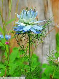 Medicinal Herbs Love In A Mist Nigella Damascena